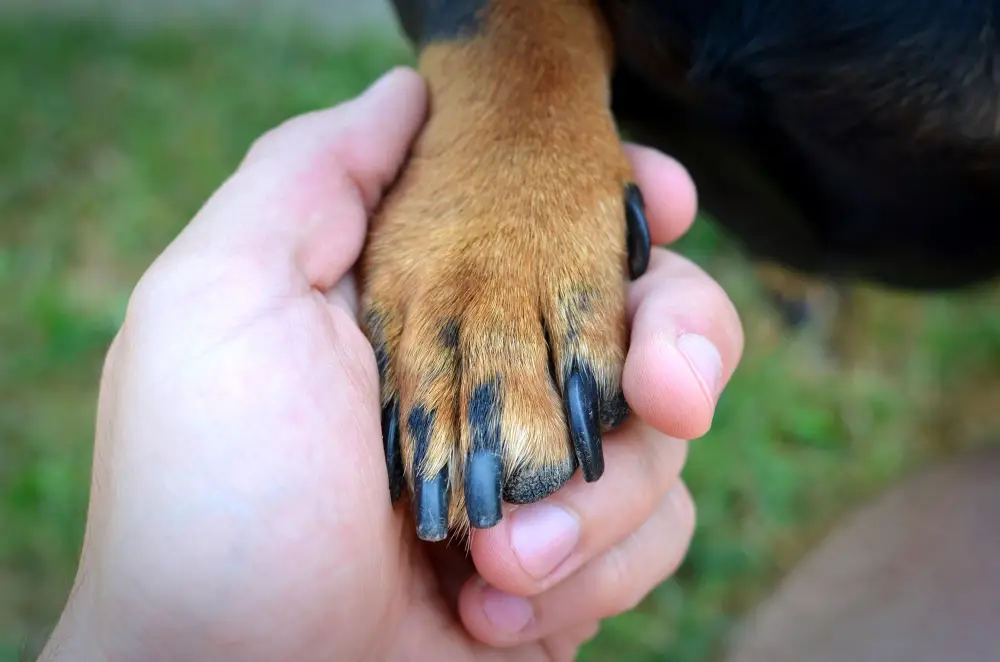 Dog Pawdicure