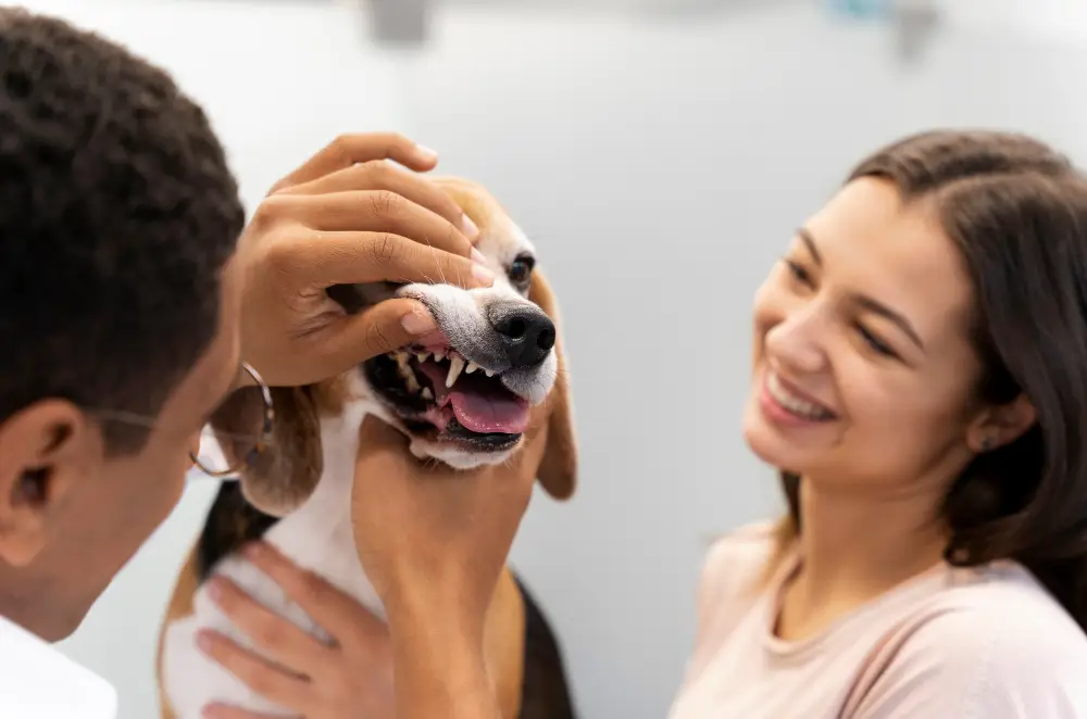 pookie's-dog dental check