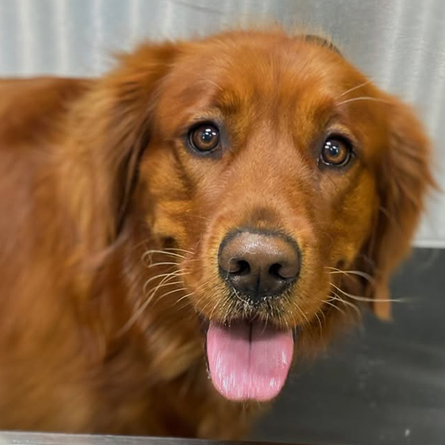 A dog at the groomer
