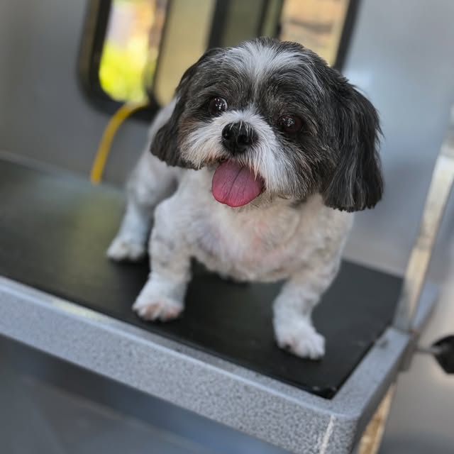 A little dog after a haircut