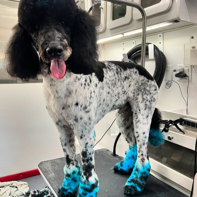 A poodle after a new haircut