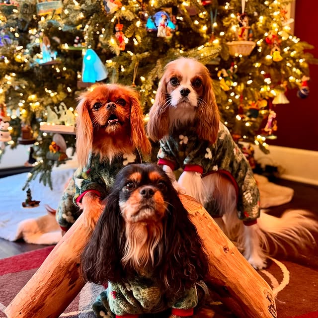 Three dogs in front of the christmas tree