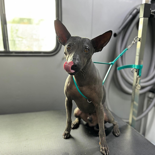 gray dog at the mobile groomer